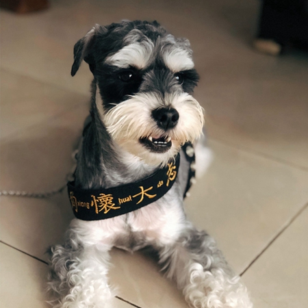 ペットリード オシャレ 漢字 刺繍 猫犬汎用 高品質 カッコイイ 可愛い ペットアクセサリー